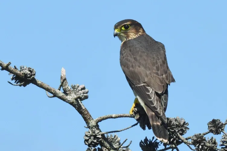 What's Flying: The shining, scented forests of August